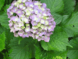 ajisai flowers and leaves