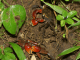 akategani, habitat