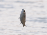 bora, jumping