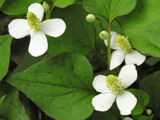 dokudami, the plant