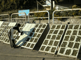 habanori being dried