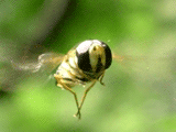 hoverfly, front
