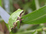 nihonamagaeru on a susuki leaf