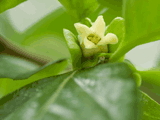 kaki, flower