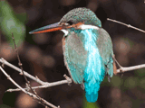 kingfisher
