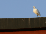 Little Egret on the torii #3 of Tsurugaoka-Hachimangu, Kamakura
