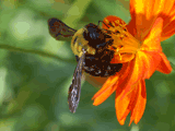 kumabachi, on a flower