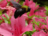 kumabachi, flying