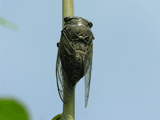 kumazemi