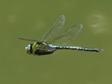 Kurosujiginyanma, male, 2007-05-21