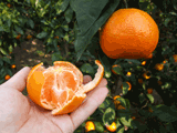 mikan