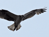 misago (osprey) flying in snow