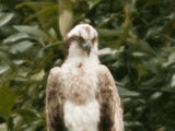 misago, osprey