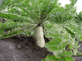 miura-daikon radish, at a farm