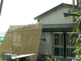 reed screen, in use