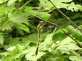 Shiokara-tonbo, Female, taken on May 2 2005.