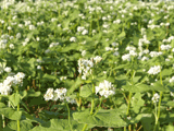 soba (buckwheat) in the field