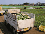 truck full of suika