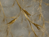 susuki seeds