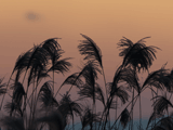 susuki in autumn sunset