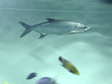 tarpon
