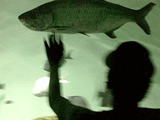 tarpon