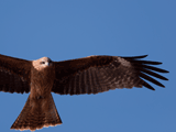 black kite, soaring