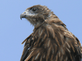 black kite, close look