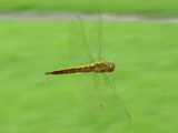 Usuba-ki-tonbo flying, taken on 2005-08-15.