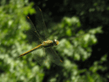 Usuba-ki-tonbo flying, taken on 2005-08-20.